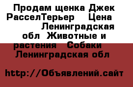 Продам щенка Джек РасселТерьер. › Цена ­ 15 000 - Ленинградская обл. Животные и растения » Собаки   . Ленинградская обл.